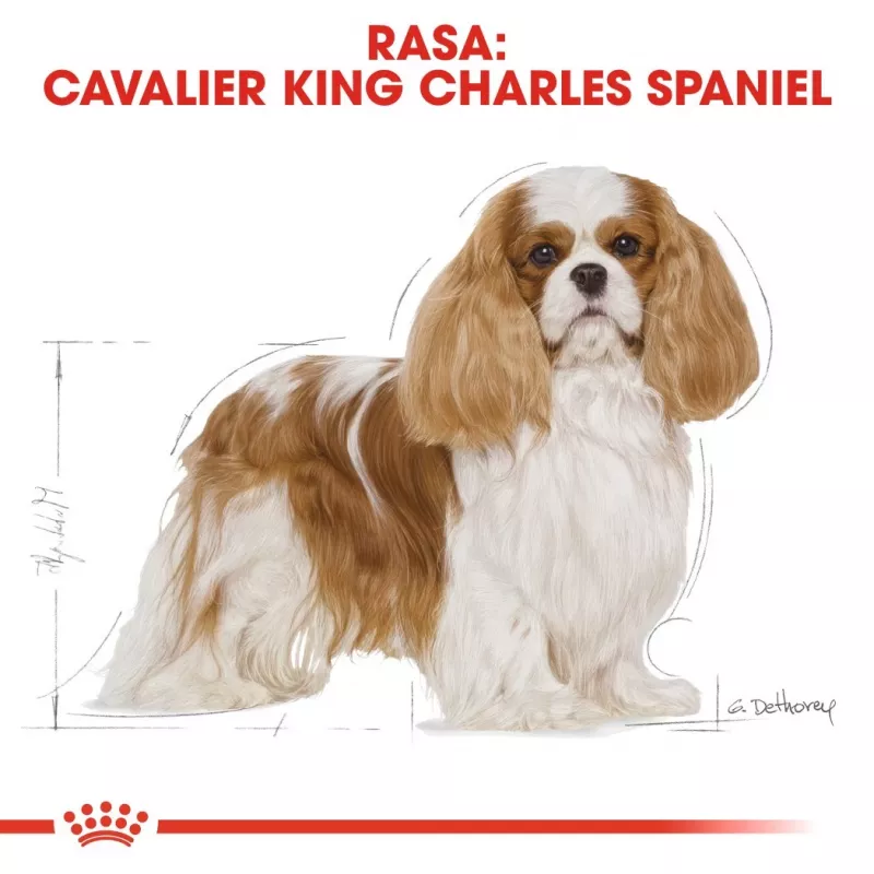 Sausas šunų maistas Royal Canin Cavalier King Charles Adult 1,5 kg — Vištiena, Maža veislė, Odos ir kailio, Širdies palaikymas