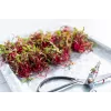 China Rose ridikėlių sėklos daigams, 20 g pakuotė