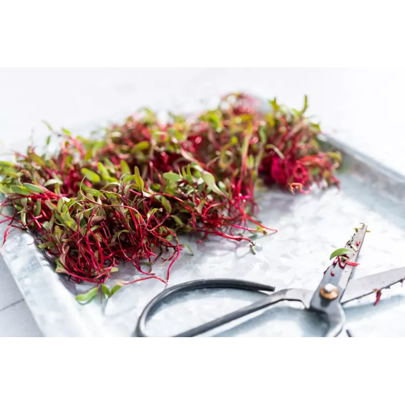 China Rose ridikėlių sėklos daigams, 20 g pakuotė