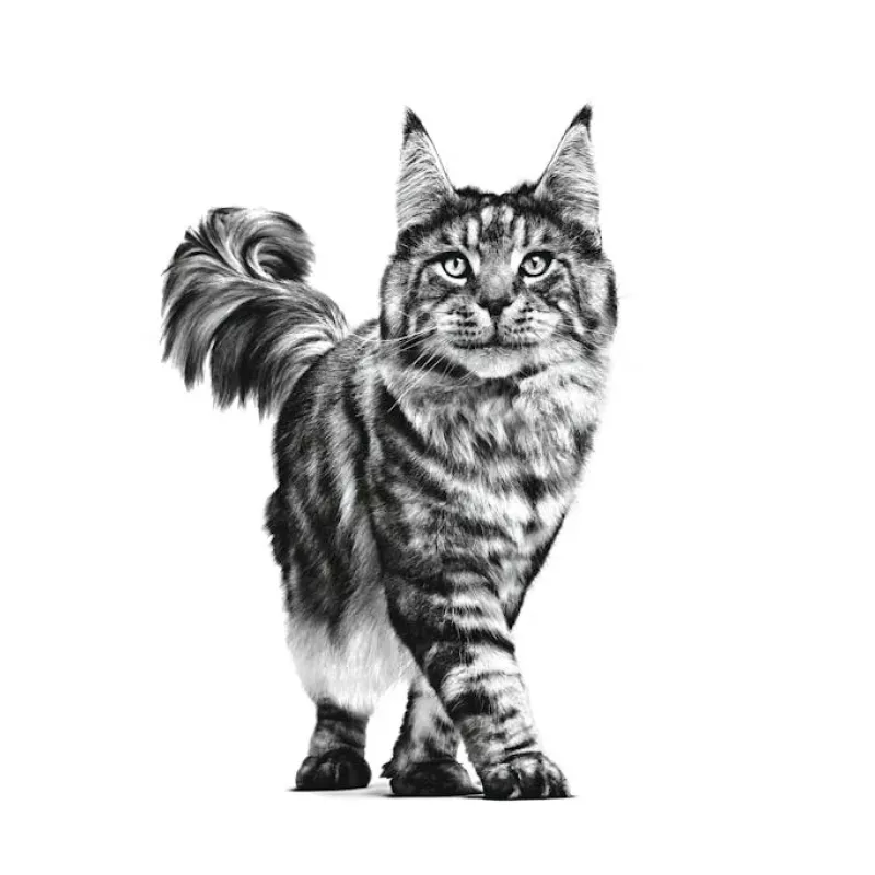 ROYAL CANIN Cat Gastrointestinal VHN – sausas kačių ėdalas – 400g