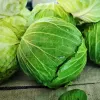 Sėklų pakuotė Apte — baltagūžis kopūstas 'Roem Van Enkhuizen' (2 g) daržovių sėklos