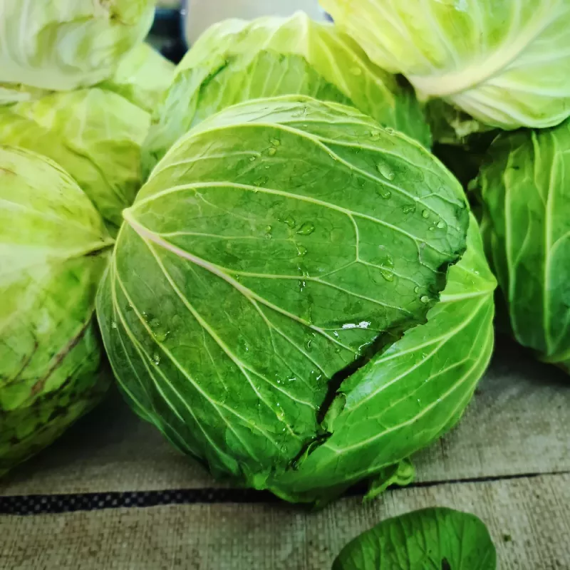 Sėklų pakuotė Apte — baltagūžis kopūstas 'Roem Van Enkhuizen' (2 g) daržovių sėklos