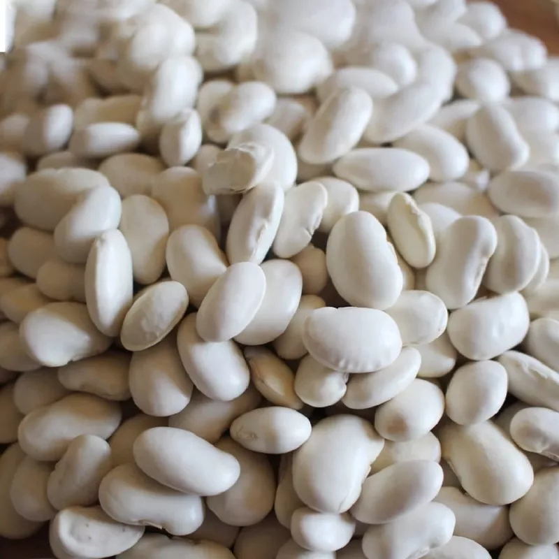Sėklų pakelis Seklos LT PNOS — sausos pupelės 'Igłomska' sėklos, 50 g