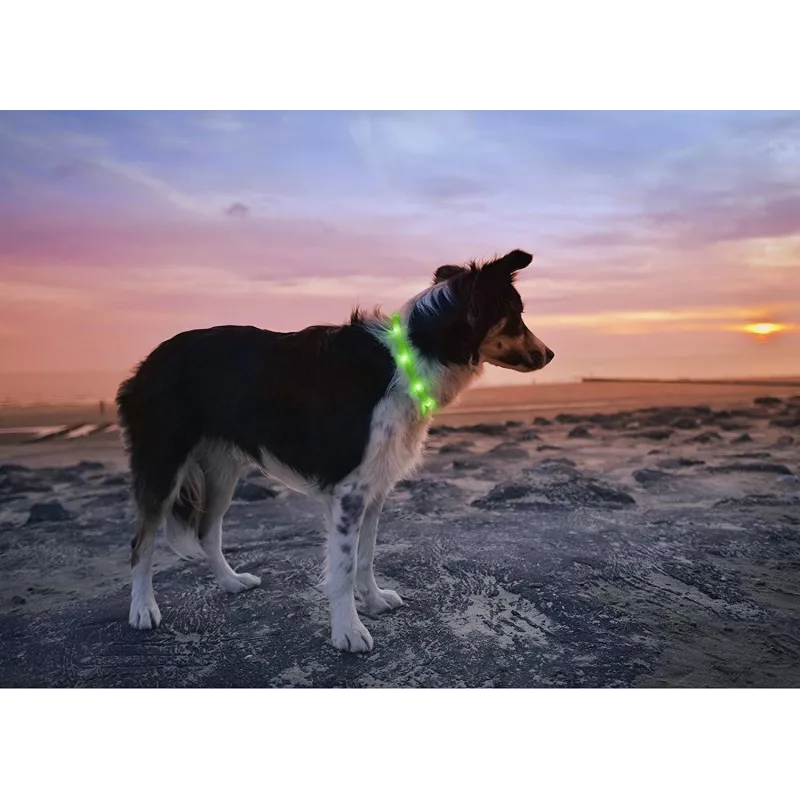LED antkaklis Anicoll Green šunims ir katėms Model 9997790759014, įkraunamas apšvietimas