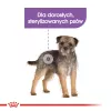 Sausas šunų maistas Royal Canin Mini Sterilised Care — 3 kg, vištiena, sterilizuotoms mažų veislių šunims (5–10 kg), suaugusiems, 30% baltymų
