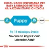 ROYAL CANIN SHN Breed Labrador Junior sausas šunų ėdalas - 12 kg