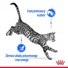 Šlapias kačių maistas Royal Canin Indoor Sterilized 85 g pakuotė — suaugusios patalpose laikomos sterilizuotos katės, paukštienos skonio, pakuotė 12 x 85 g