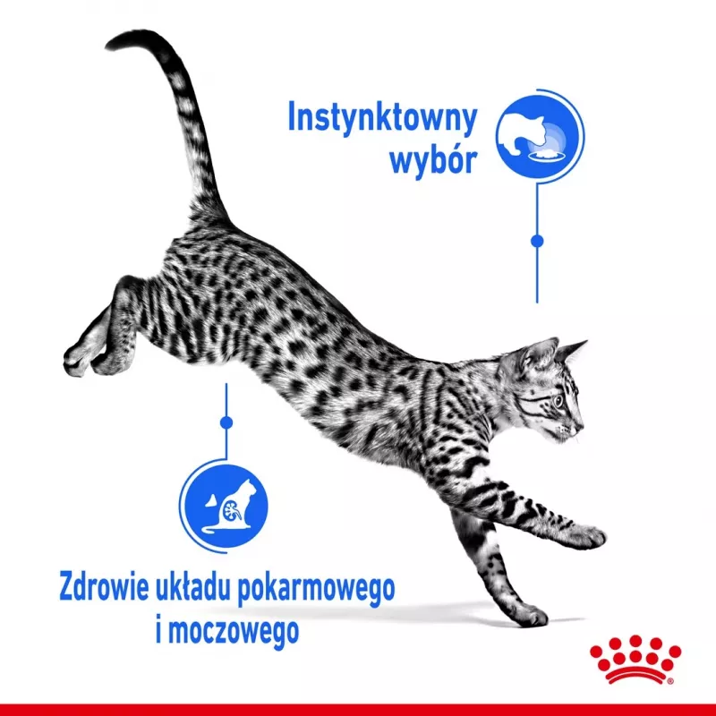 Šlapias kačių maistas Royal Canin Indoor Sterilized 85 g pakuotė — suaugusios patalpose laikomos sterilizuotos katės, paukštienos skonio, pakuotė 12 x 85 g