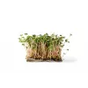 China Rose ridikėlių sėklos daigams, 20 g pakuotė
