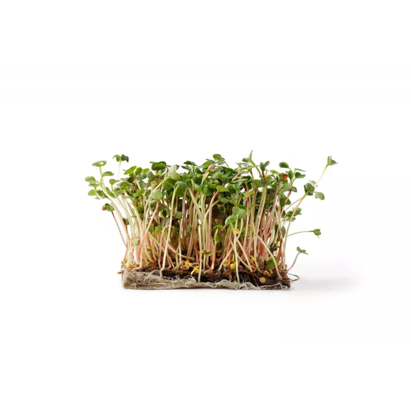 China Rose ridikėlių sėklos daigams, 20 g pakuotė