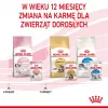 Šlapias kačiukų maistas Royal Canin Kitten Jelly 85 g — vištienos skonio, 85 g maišelis, 12 vnt.