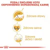 Sausas kačių maistas Royal Canin Maine Coon Adult 10 kg — paukštiena (vištiena), 31% baltymų, 20% riebalų