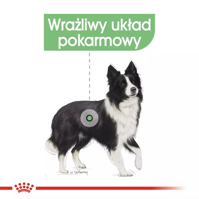 ROYAL CANIN CCN Medium Digestive Care - sausas šunų ėdalas - 3 kg