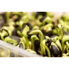 Juodosios saulėgrąžų sėklos PNOS daiginimui, 20 g pakuotė