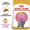 Sausas kačių maistas Royal Canin British Shorthair Kitten 2 kg – vištiena, 38% baltymų, 20% riebalų, augimo formulė