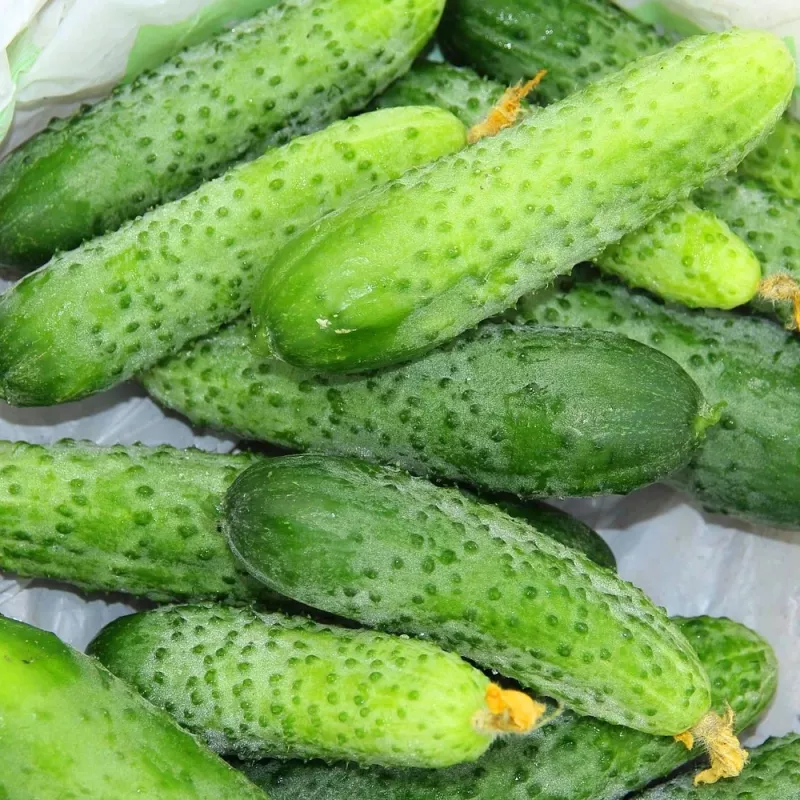 Agurkų sėklos Apte Cucumber Portal F1 — juosta 6 m, vidutinio ankstyvumo veislė, skirta rauginimui
