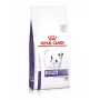 Sausas šunų maistas Royal Canin Adult Small Dog 2 kg — paukštiena, 25 % baltymų, 16 % riebalų, dantų priežiūra