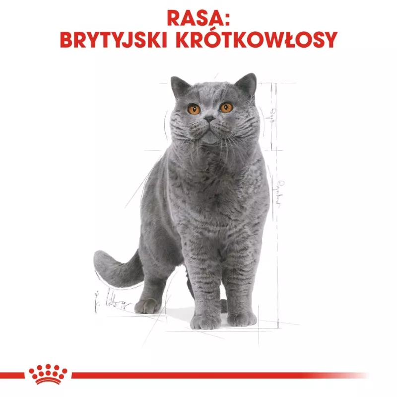 Sausas kačių maistas Royal Canin British Shorthair Adult 10 kg — paukštiena, baltymai 34%, riebalai 19%