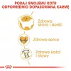 Sausas kačių maistas Royal Canin Ragdoll Adult 2 kg — vištiena, 32 % baltymų, 18 % riebalų