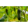 Soplica F1 Toraf agurkų sėklos, 5 g daržovių sėklų pakuotė