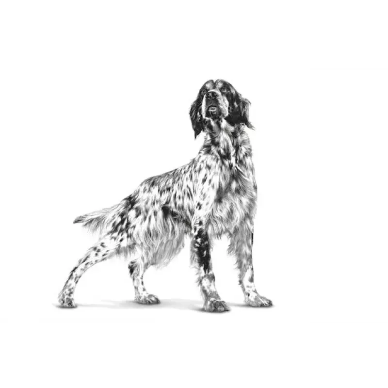 Konservuota veterinarinė dieta Royal Canin Gastro Intestinal 200 g – suaugusiems šunims, paukštiena, virškinimo palaikymas