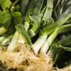 Sėklos Seklos LT Poras Starozagorski Kamień – daržovių sėklos, paketėlis 1 g