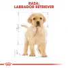 ROYAL CANIN SHN Breed Labrador Junior sausas šunų ėdalas - 12 kg