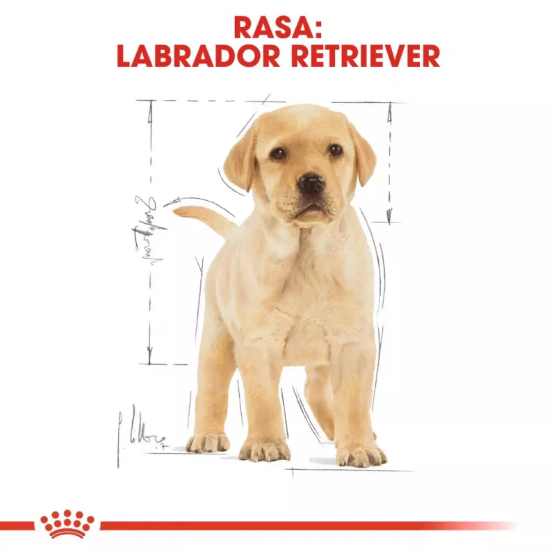 ROYAL CANIN SHN Breed Labrador Junior sausas šunų ėdalas - 12 kg