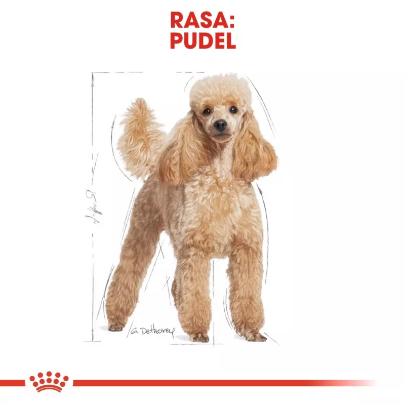 Sausas šunų maistas Royal Canin Poodle Adult 1,5 kg — Vištiena, 30 % baltymų, 19 % riebalų