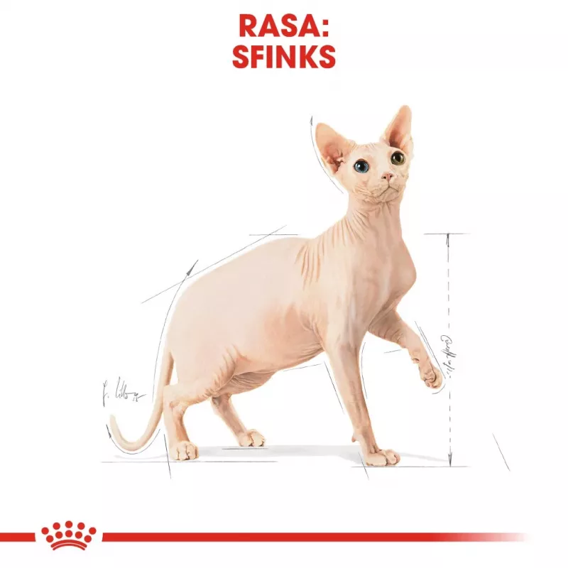 Sausas kačių maistas Royal Canin Sphynx Adult 2 kg — kiaulienos skonio, 33% baltymų, 23% riebalų