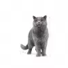 Sausas kačių maistas Royal Canin British Shorthair Adult 10 kg — paukštiena, baltymai 34%, riebalai 19%
