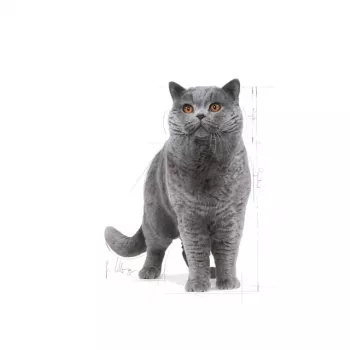 Sausas kačių maistas Royal Canin British Shorthair Adult 10 kg — paukštiena, baltymai 34%, riebalai 19%