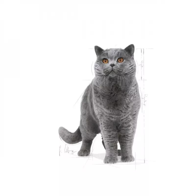 Sausas kačių maistas Royal Canin British Shorthair Adult 10 kg — paukštiena, baltymai 34%, riebalai 19%