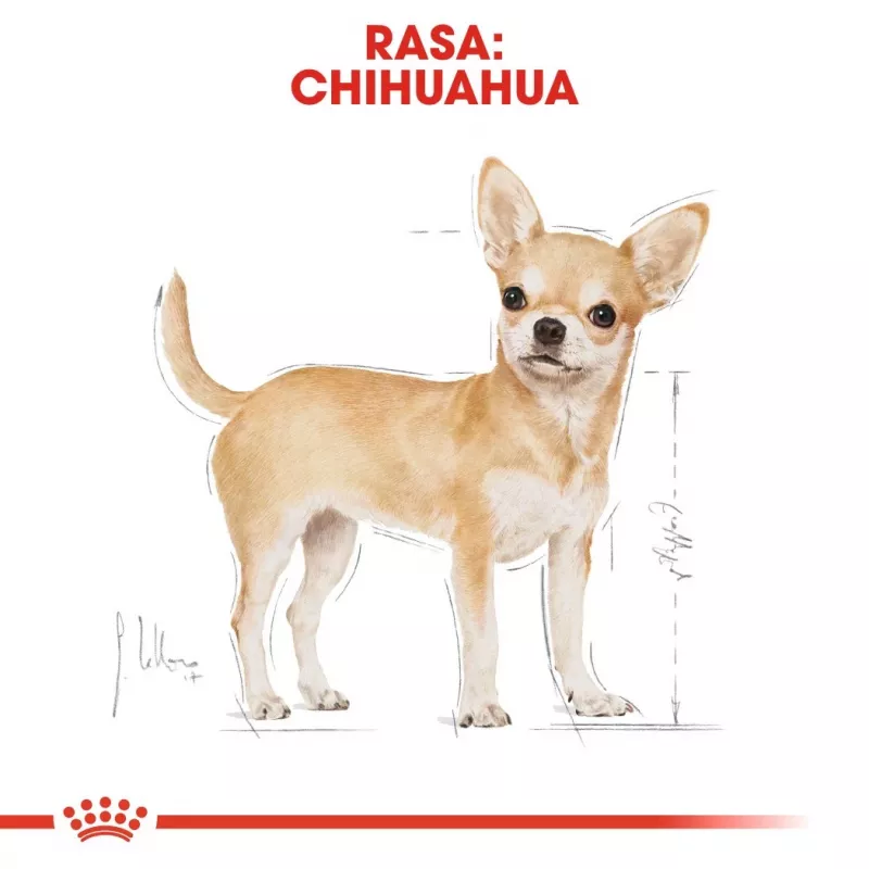 Sausas šunų maistas Royal Canin Chihuahua Adult 1,5 kg — Vištiena, 28% baltymų, maža/labai maža veislė