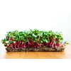 China Rose ridikėlių sėklos daigams, 20 g pakuotė