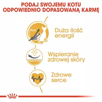 Royal Canin Sphynx Adult sausas kačių ėdalas, 2 kg