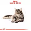 Sausas kačių maistas Royal Canin Maine Coon Adult 10 kg — paukštiena (vištiena), 31% baltymų, 20% riebalų