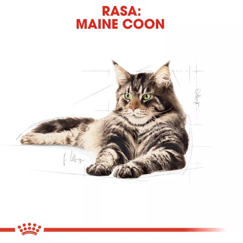 Sausas kačių maistas Royal Canin Maine Coon Adult 10 kg — paukštiena (vištiena), 31% baltymų, 20% riebalų