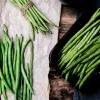 Nomad Green žemaūgių pupelių sėklos, 50g – daržovių sėklos