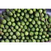 Srem Cucumber F1 Toraf daržovių sėklos, 5g pakuotė