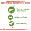 Sausas kačių maistas Royal Canin Active Life Outdoor 4 kg — suaugusioms katėms, paukštienos, 30% baltymų, 20% riebalų