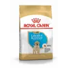 ROYAL CANIN SHN Breed Labrador Junior sausas šunų ėdalas - 12 kg