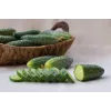 Srem Cucumber F1 Toraf daržovių sėklos, 5g pakuotė