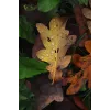 Veidrodinis fotoaparatas Canon EOS R50 juodas 24,2 MP 4K vaizdo įrašas