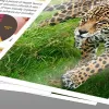 Kasetė Epson rašalinė C13T02W64010 502XL XL juoda, žydra, rausvai raudona, geltona