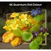 Hisense 55 colių S7NQTUK Canvas TV su Freely ir ArtMode