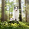 Šlapias šunų maistas VETEXPERT RAW PALEO Puppy Monoprotein Duck 400 g, drėgnumas 74,8 %, baltymai 9,6 %, riebalai 10,6 %