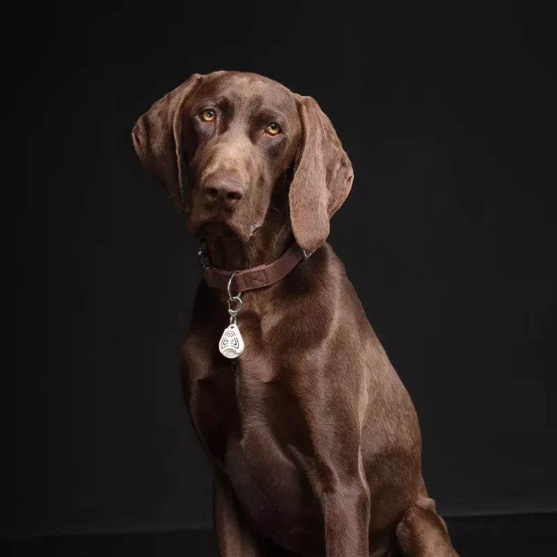Ultragarsinis erkių repelentas TICKLESS PET PRO-101BE katėms ir šunims, smėlio spalvos, 18 g, 1,5 m veikimo atstumas, atsparus drėgmei