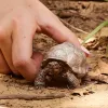 Figūrėlė, Schleich, WILD LIFE Giant vėžlys