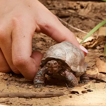 Figūrėlė, Schleich, WILD LIFE Giant vėžlys